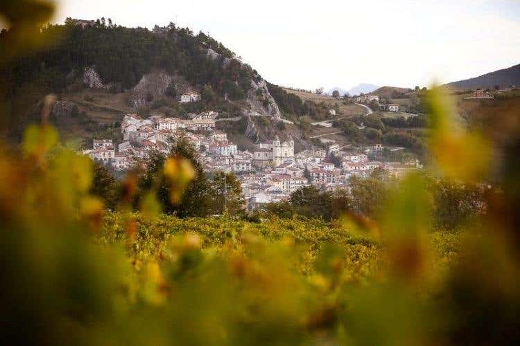 Vigneto Casadonna che si affaccia sul paese